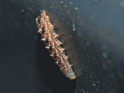 Réf. 320 954 : Eupeodes sp.